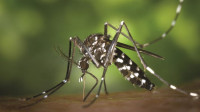 Dengue update: 2 die, 934 hospitalised in 24 hours