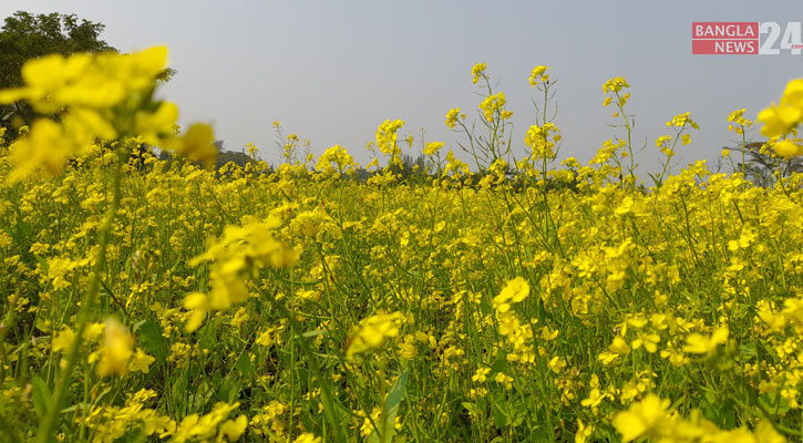 সয়াল্যান্ডে সরিষার বিপ্লব