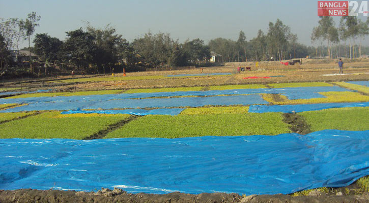 নীলফামারীতে বোরো বীজতলায় শীতের হানা