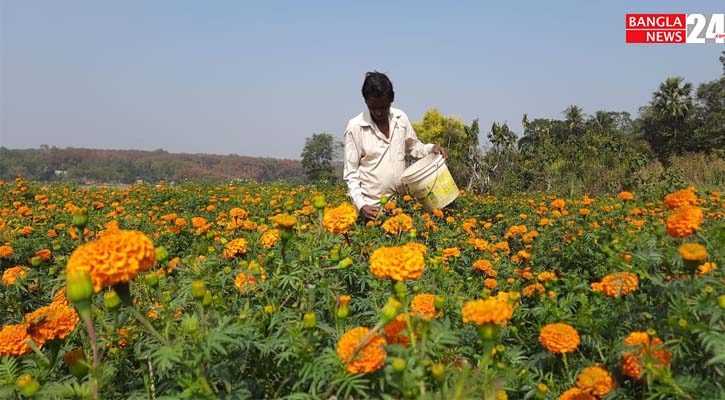 যে গ্রামের ৮০ শতাংশই ফুলচাষি 