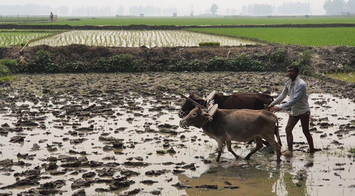 অসহায় আমিরুলের গাভী দিয়ে হাল চাষ