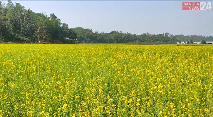 বান্দরবানে সরিষার বাম্পার ফলন