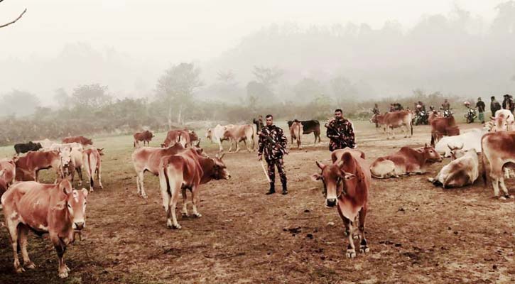 বান্দরবানে মিয়ানমার থেকে অবৈধভাবে আনা ৯০ গরু উদ্ধার