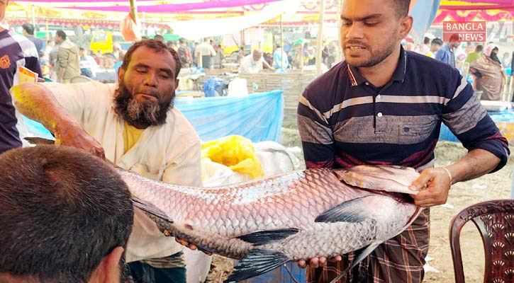 পোড়াদহ মেলার আড়তে একদিনেই ১৮ কোটি টাকার মাছ বিক্রি