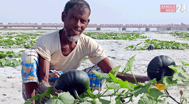 লালমনিরহাটে বালুচরে কৃষকের সোনা মিষ্টি কুমড়া