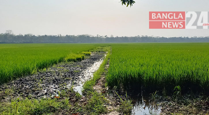 চরের ইজারা নিয়ে দ্বন্দ্ব, লাখ লাখ টাকা হাতছাড়া হওয়ার শঙ্কায় ৫ শতাধিক কৃষক