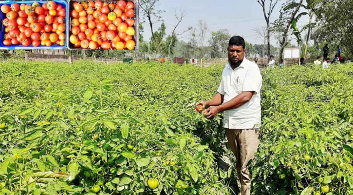 বাহুবলী টমেটো চাষে লাভবান কৃষক অহিদুল