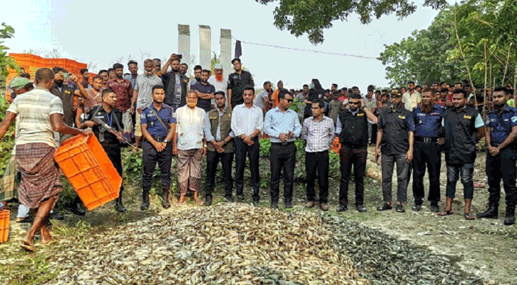 কালিগঞ্জে চিংড়িতে অপদ্রব্য পুশ, ১২ জনের কারাদণ্ড