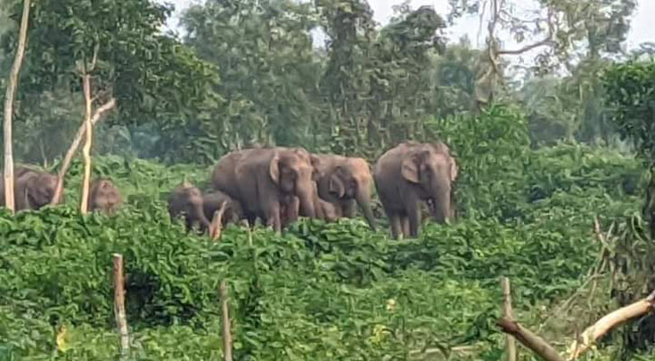 শেরপুরে  বন্য হাতির আক্রমণে প্রাণ গেল কৃষকের