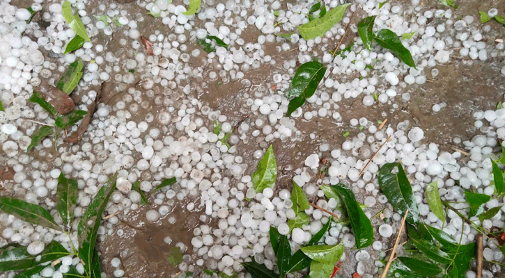 নাটোরে ঝড় ও শিলাবৃষ্টিতে আমসহ ফসলের ব্যাপক ক্ষতি