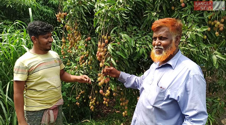 রাজবাড়ীতে লিচু চাষে সফল আলাউদ্দিন শেখ