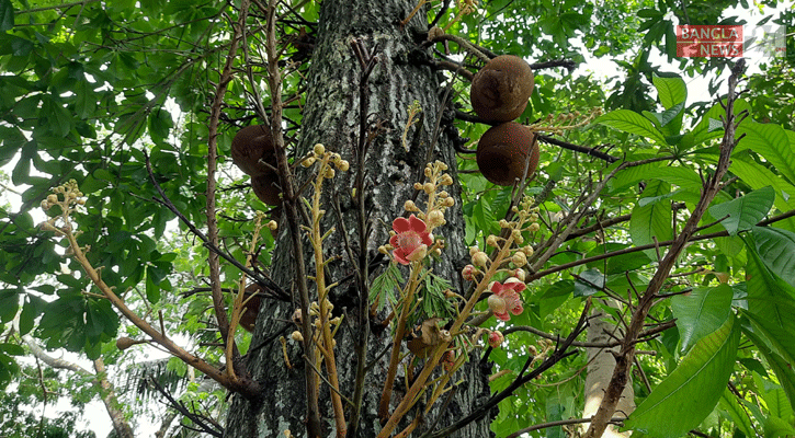 বিরল প্রজাতির উদ্ভিদ ‘নাগলিঙ্গম’