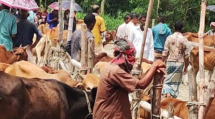 লাম্পি স্কিন রোগ আতঙ্কে বাজারে ধসের আশঙ্কা