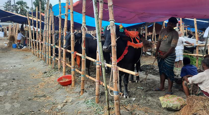 গাজীপুরে নেই ক্রেতাদের ভিড়, গরু-ছাগলের দাম চড়া