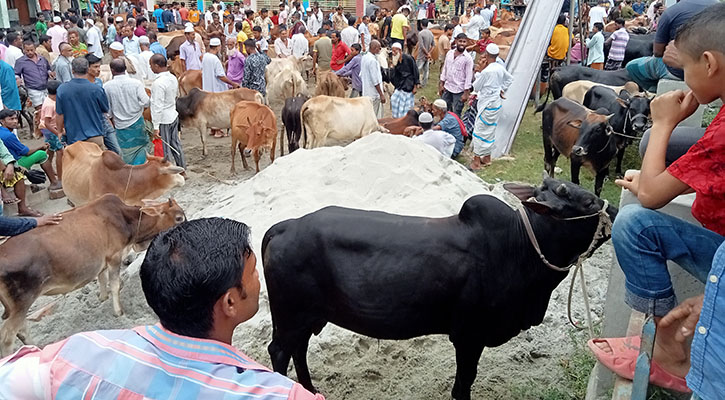 ঝালকাঠির পশুর হাটগুলো ভরপুর, নেই পর্যাপ্ত ক্রেতা