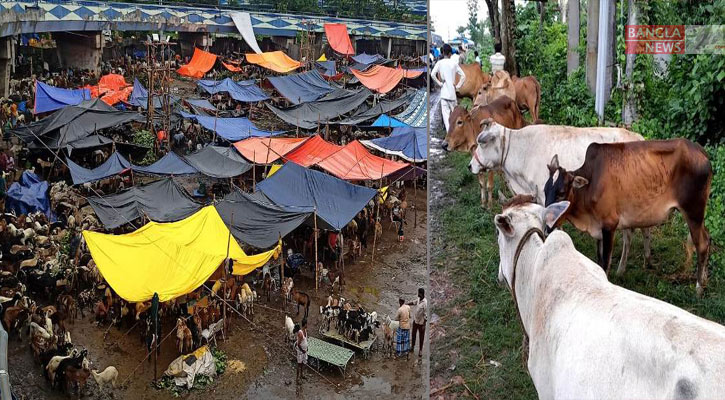 কলকাতা শহরের বাইরে পশুর হাট, খাসির দামে মিলছে গরু!