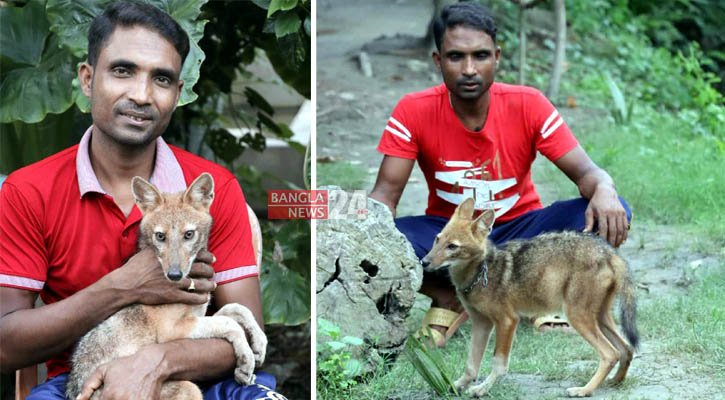 পোষ মেনেছে বুনো শিয়াল, ‘খ্যাক’ ডাকলেই চলে আসে কাছে 