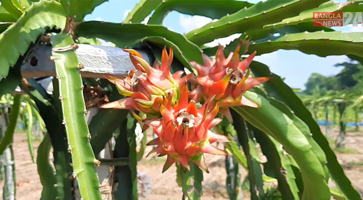 ইউটিউব দেখে ড্রাগন ফল চাষে সফল মাদ্রাসা শিক্ষক