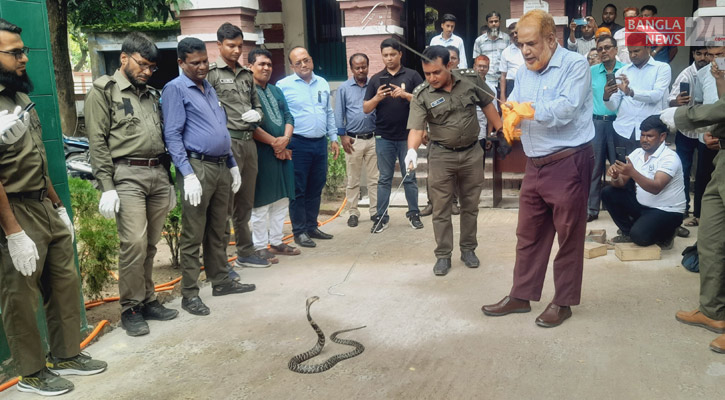 সাপের কামড়ে সবচেয়ে বেশি প্রাণহানি খুলনা বিভাগে