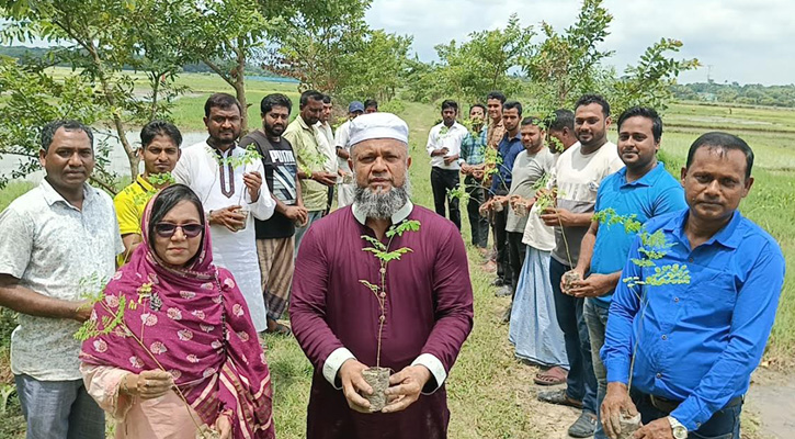 ফেনীতে তিন হাজার শজনে চারা রোপণ