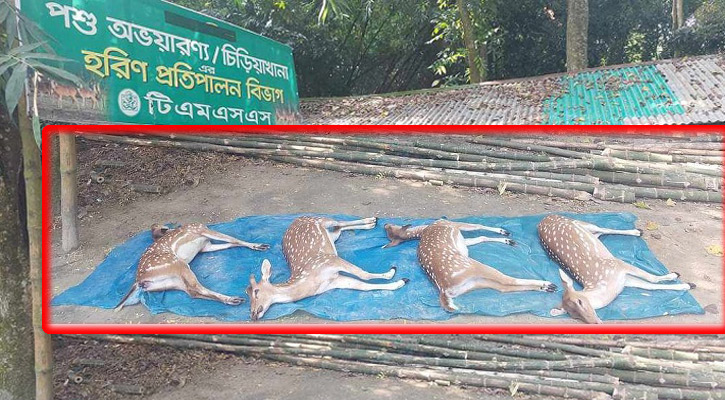 বগুড়ায় নেওয়ার পথে মারা গেল ৪ হরিণ