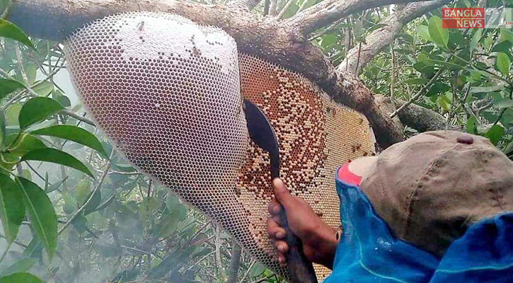 ভেজালের ভিড়ে খাঁটি মধু চিনবেন যেভাবে