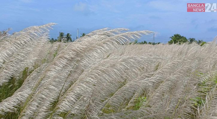 খুলনা শহরের আশেপাশে কাশফুলের রাজ্য