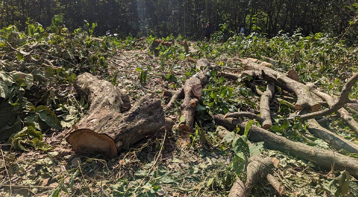 জাবিতে রাতের আঁধারে কাটা হলো ৫৬টি গাছ