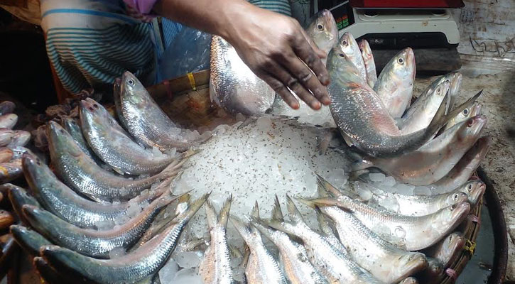 বাজারে উঠতে শুরু করেছে রুপালি ইলিশ 