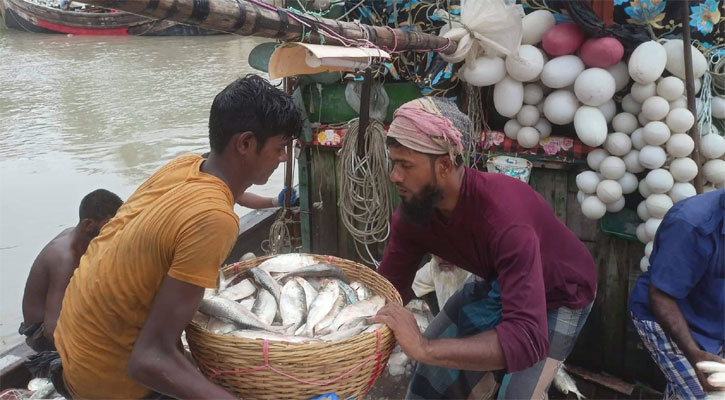 পাথরঘাটায় প্রথম দিনই বিক্রি ৬৭৪১ কেজি মাছ 