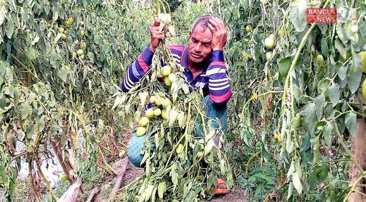 কৃষকের ১৫ শতাধিক টমেটো গাছ কেটে দিল প্রতিপক্ষ