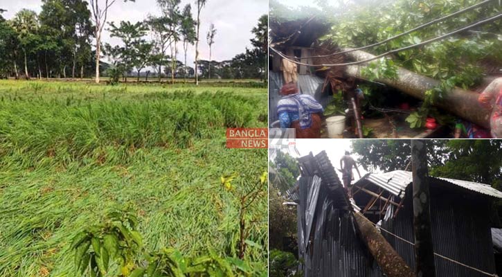 ঘূর্ণিঝড়: পাথরঘাটায় ২০ বাড়িঘর বিধ্বস্ত, ফসলের ব্যাপক ক্ষতি