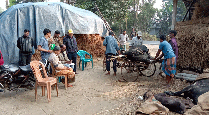 দিনাজপুরে সপ্তাহের ব্যবধানে একটি খামারে মারা গেল ৩৫ গরু