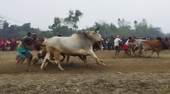 জামালপুরে হয়ে গেল ষাঁড়ের মই দৌড় প্রতিযোগিতা