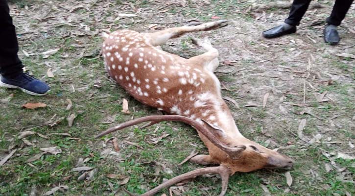 মারা গেল বিষখালী নদী থেকে উদ্ধার হওয়া হরিণ