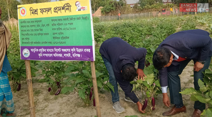 ‘মিশ্র চাষে’ নেই লোকসানের শঙ্কা