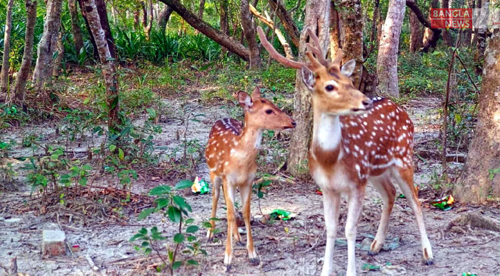 সুন্দরবনে বেড়েছে হরিণ, কারণ জানালো বন বিভাগ