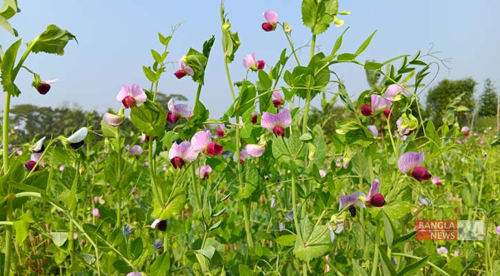 লক্ষ্মীপুরের দুর্গম চর যেন সবজির হাসি