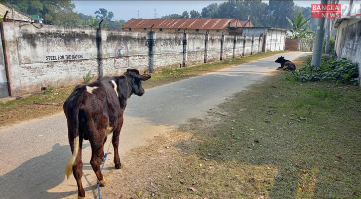 রাজবাড়ী শিল্পনগরীতে গরুর বিচরণ, ৯০ শতাংশ প্রতিষ্ঠান বন্ধ 