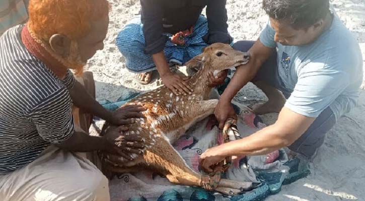 বাঘের তাড়া খেয়ে লোকালয়ে আসা হরিণ সুন্দরবনে অবমুক্ত