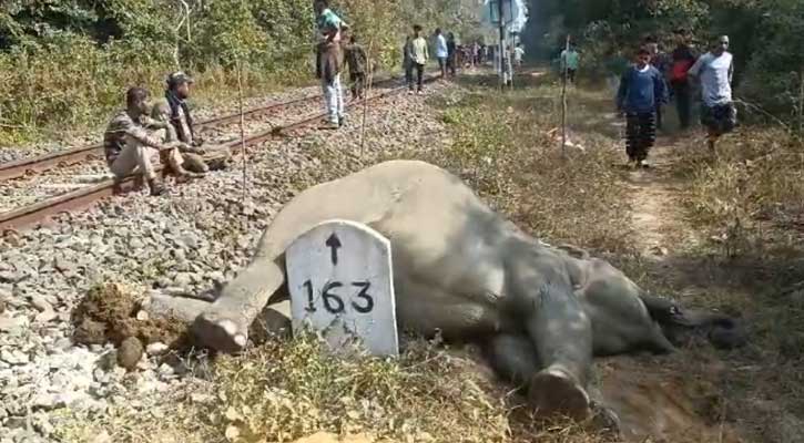 ত্রিপুরায় ট্রেনের ধাক্কায় প্রাণ গেল হাতির