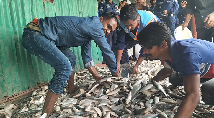 চাঁদপুরে ৪৪৮০ কেজি জাটকা জব্দ, ৪০ জন আটক