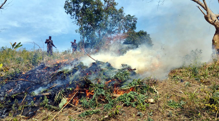 বান্দরবানে ১১৫ একর জমির পপি ক্ষেত ধ্বংস করল বিজিবি