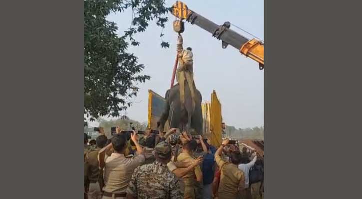 অবশেষে ভারতীয় বন বিভাগের সহায়তায় নিজ দেশে ফিরল দুই হাতি