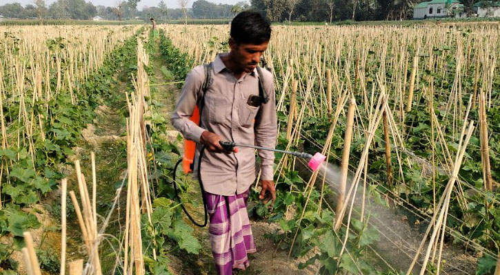 একসঙ্গে ৩ সবজির আবাদে সাড়া ফেলেছেন রাহেদুল