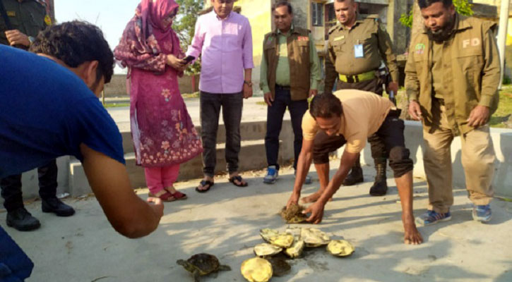 আশাশুনিতে ১২টি কচ্ছপ জব্দ, উপজেলা পরিষদের পুকুরে অবমুক্ত  