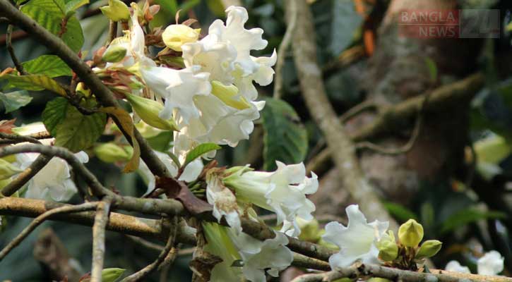 চৈত্র্যের সাথী লাউয়াছড়ার দুর্লভ ‘বিউমন্টিয়া’