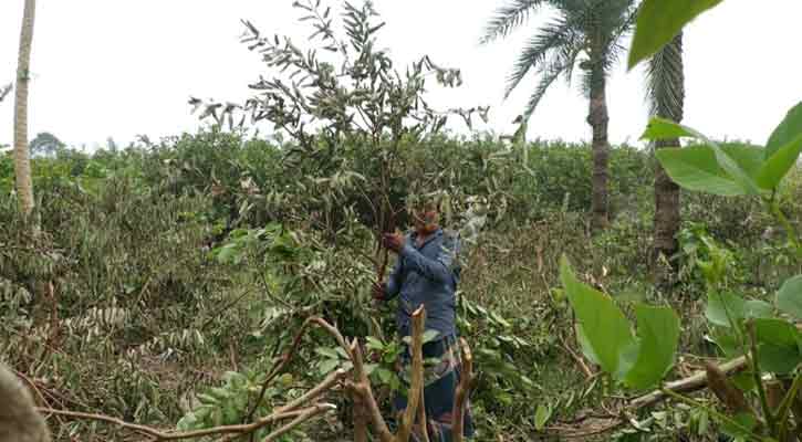 ঝিনাইদহে কৃষকের শতাধিক পেয়ারা গাছ কেটে দিল প্রতিপক্ষ