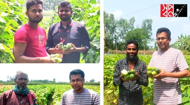 শসা চাষির পাশে ‘স্বপ্ন’, খোলা বাজার চেয়ে কম দামে স্বপ্নতে শসা বিক্রি শুরু