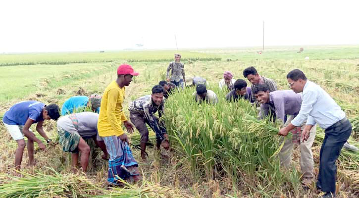 হবিগঞ্জের হাওরে দেড় হাজার কোটি টাকার বোরো ধান